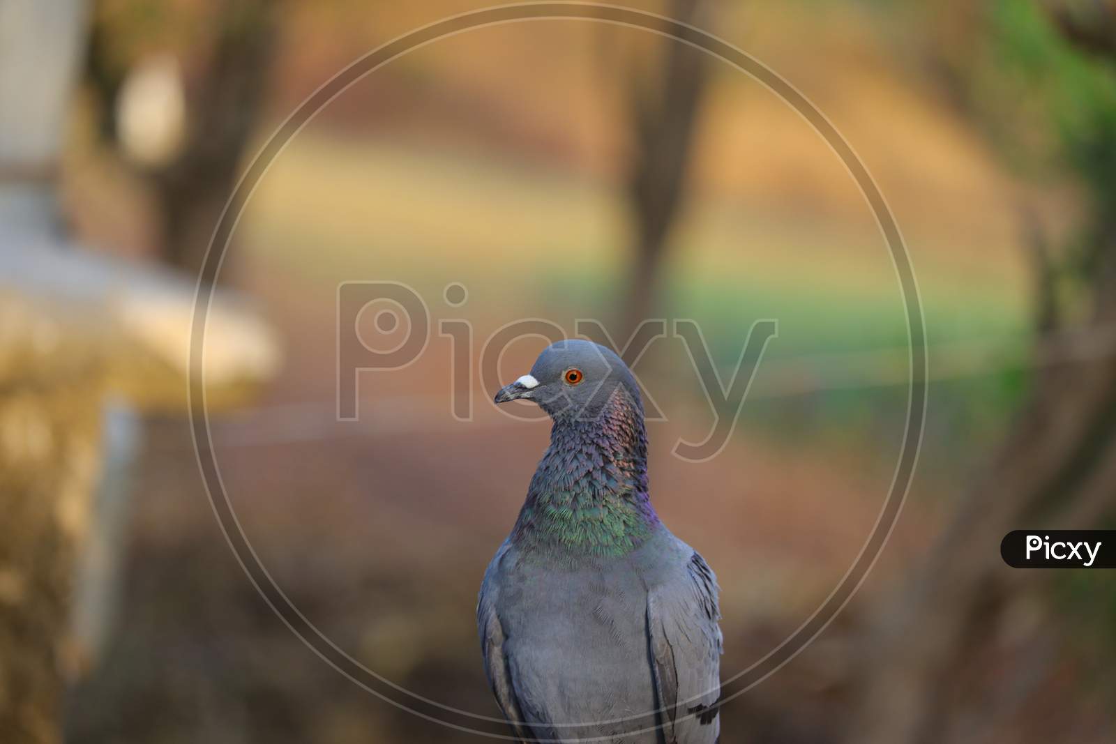 Front View Pigeon Ultra Hd Image