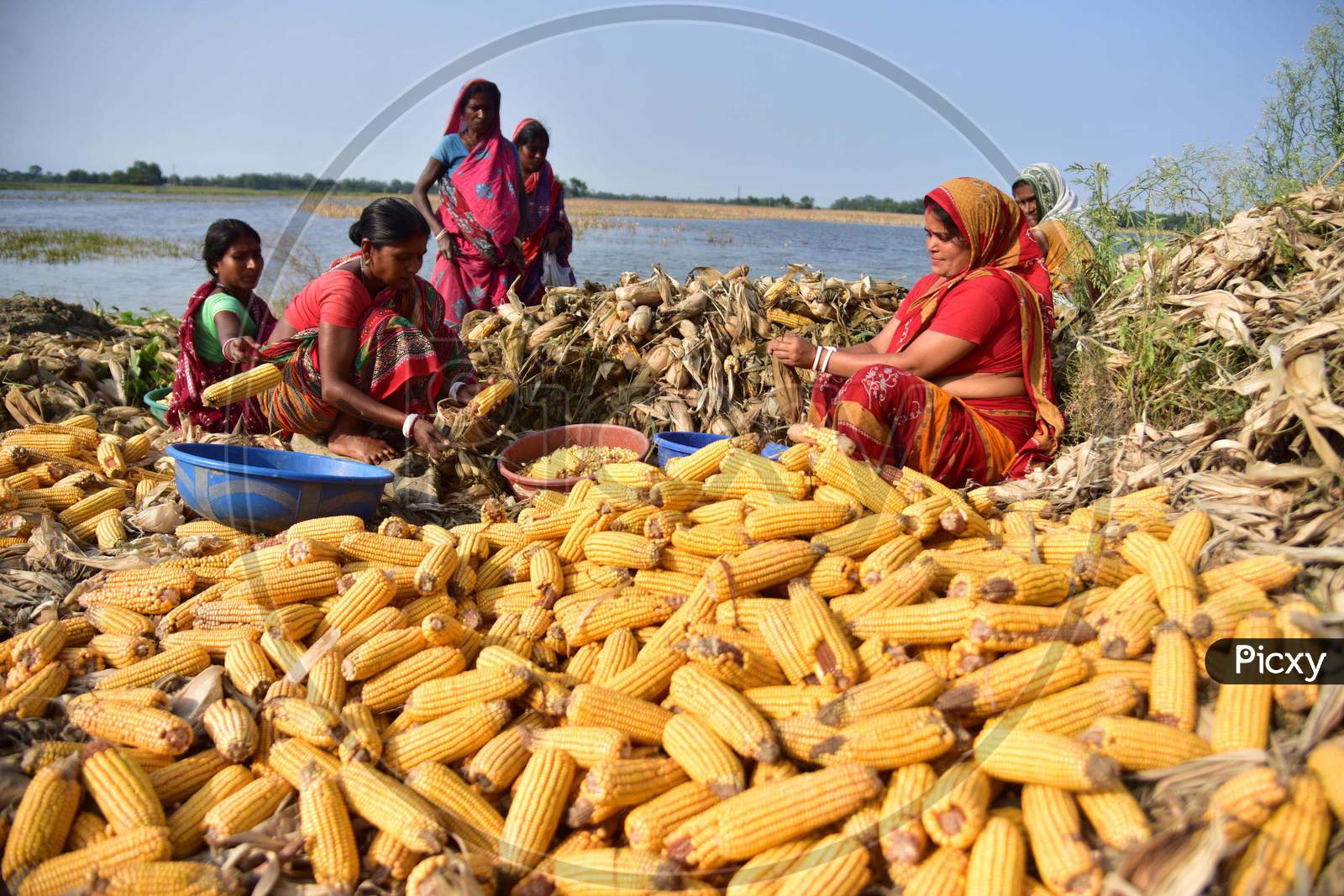 Indian Women Peeling Off The Maize After Harvesting  In Morigaon District Of Assam ,India  On June 5,2020