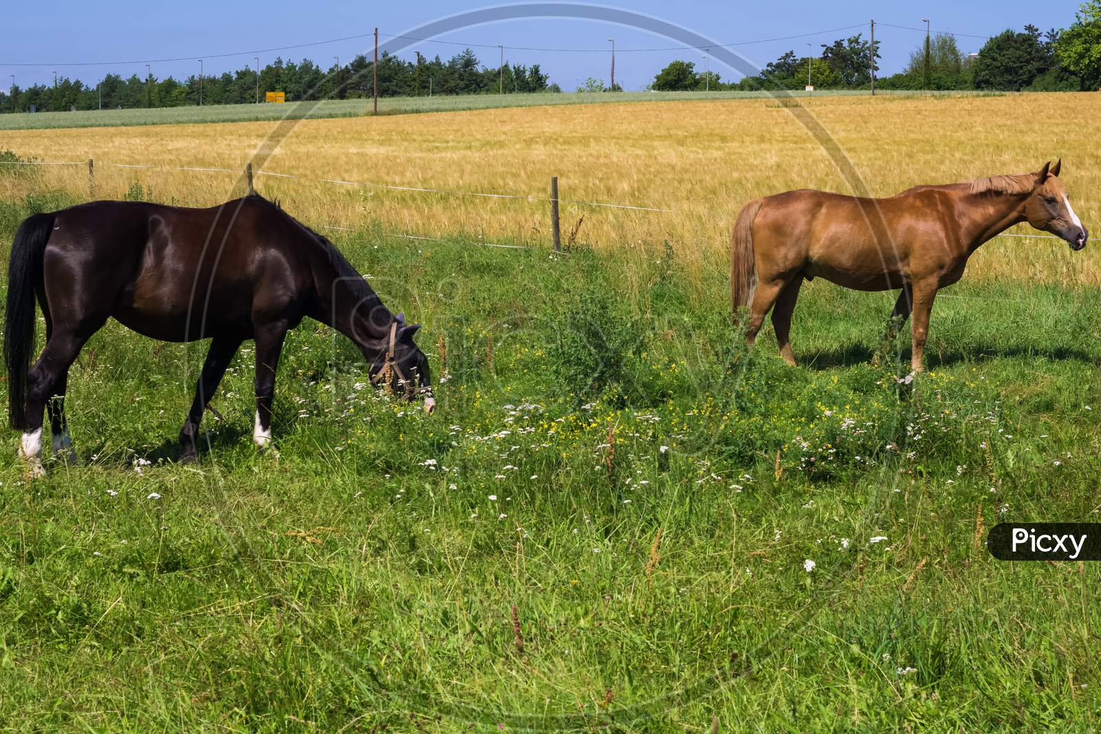 Two Horses Were Eating And Relaxing On A Hot Summer Day