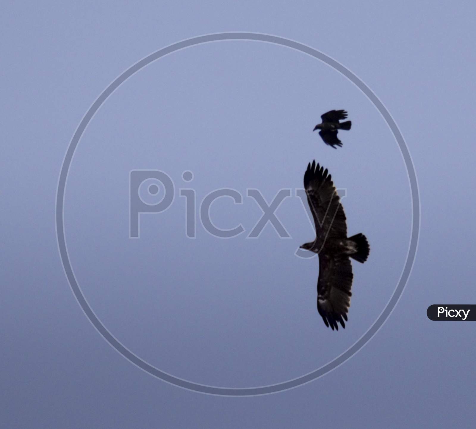 Long shot of a crow attacking eagle in the clear blue sky