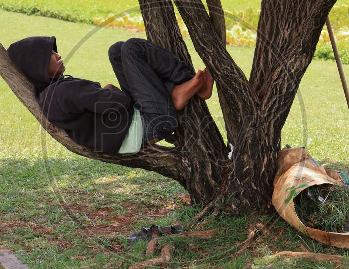 Indonesian Worker Sleeping On Tree Branch, Jakarta
