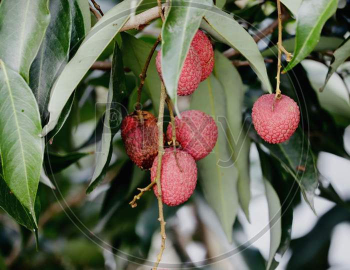 Ripe lychee hanging on tree