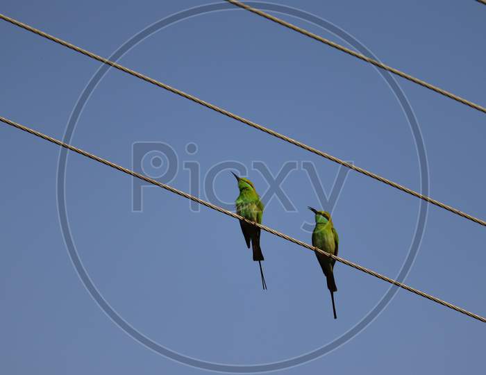 Two Birds Image, Bee-Eater