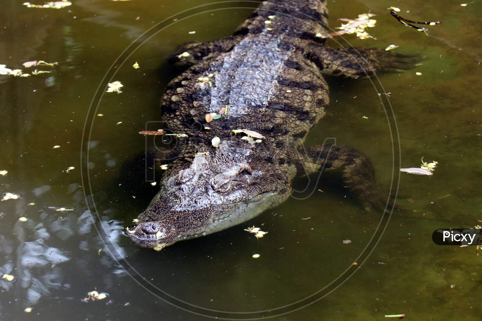 Crocodile (Alligator) under water. Detail of crocodile body looking beautiful. V-shaped crocodile jaw in a zoo.