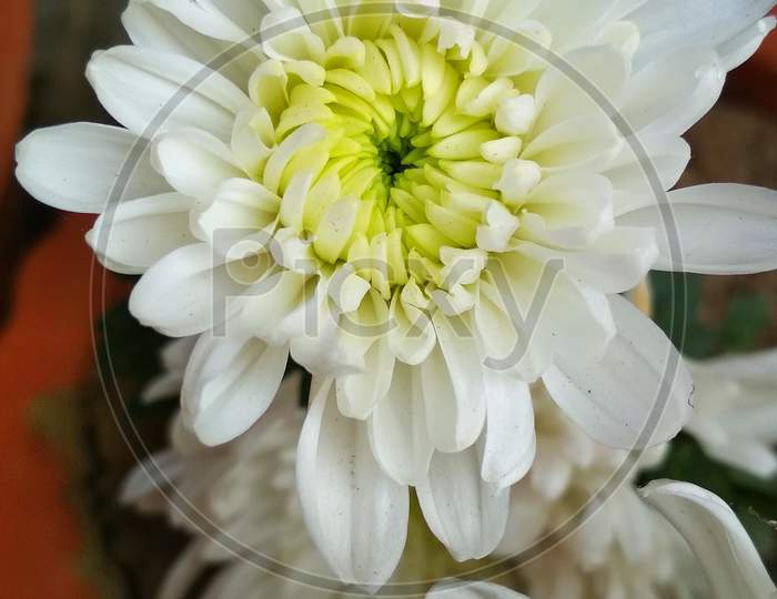 This flower is called dahlia. It has many colored flowers. I have white. Very nice looking