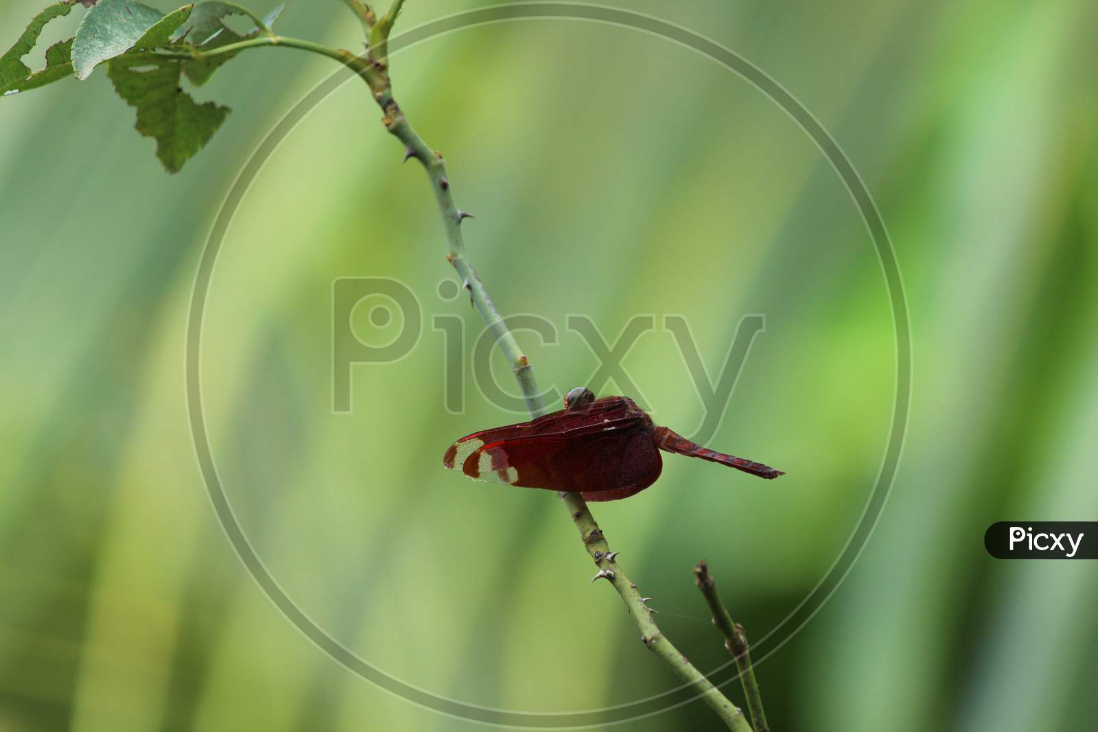 Red Dragonfly Resting On A Green Twig
