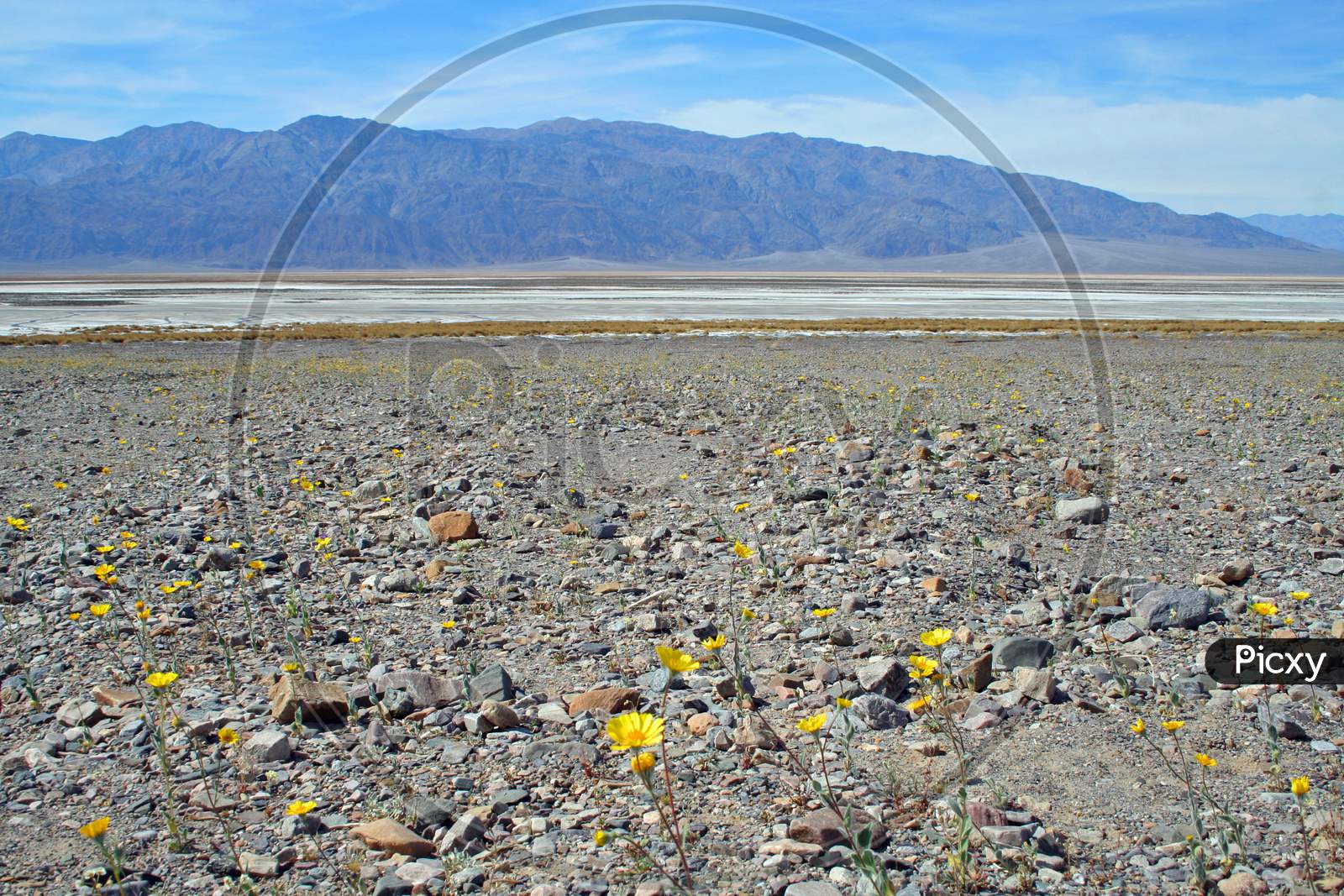 Flowers In Death Valley