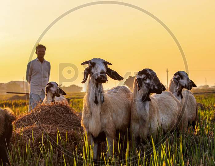 A goatherd with his goats.