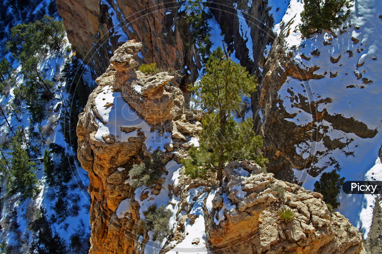 Tree In The Rocks Of Grand Canyon National Park