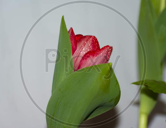 A close up red tulip flower with droplets of waterand green extended leaves