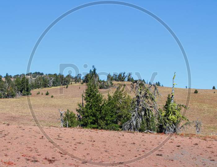 Meadow In Crater Lake National Park (Or 01162)