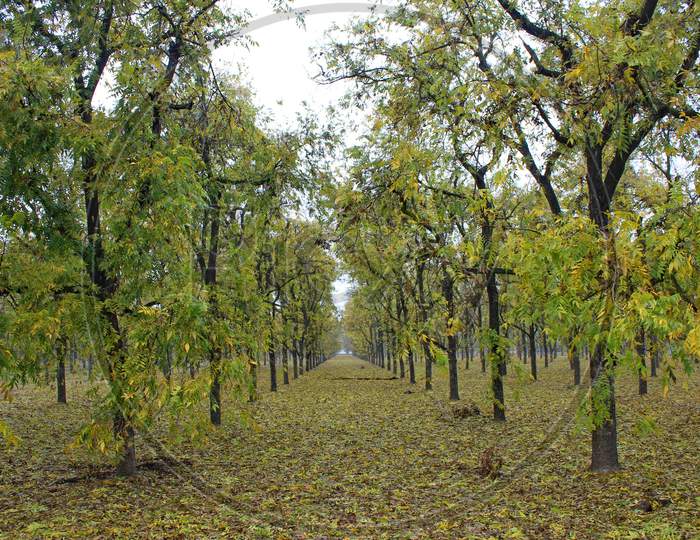 Pecan Orchard In The Fall (Ca 07297)