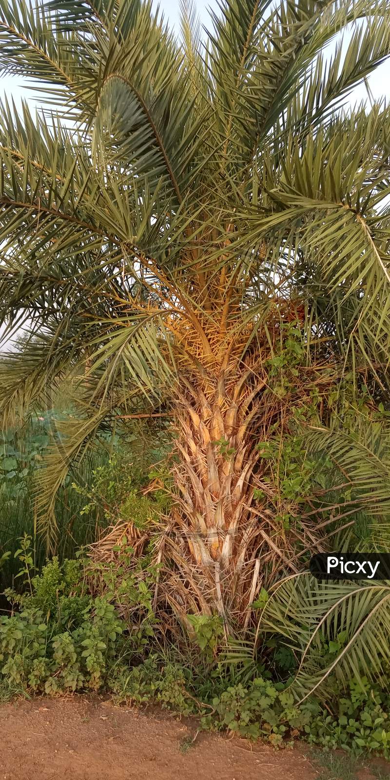 Date palm tree roadside