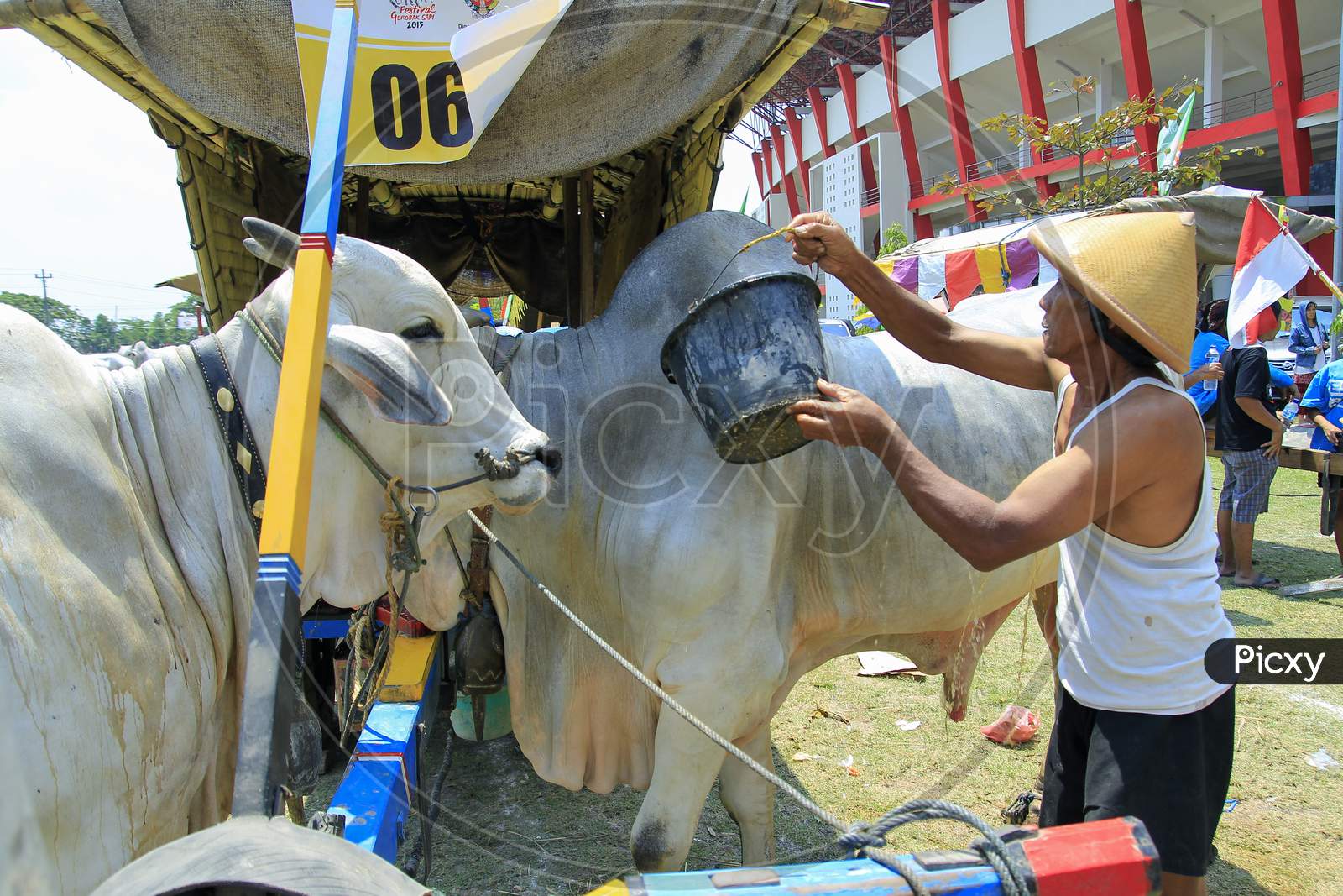 A cow wagon driver splashes water on his cow to reduce the heat from the hot weather