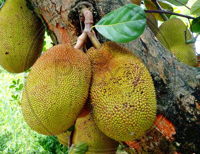 Jackfruit sweet and testy typically grows in Asia