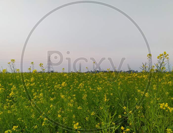 Mustard's field with yellow mustard's flowers. A landscape view.