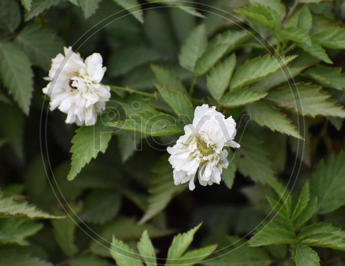 white flowers with small petals and green background