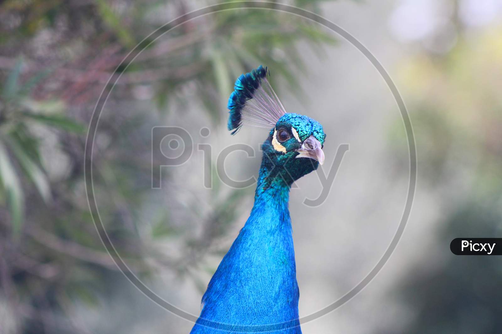 Peacock (Ca 07927)