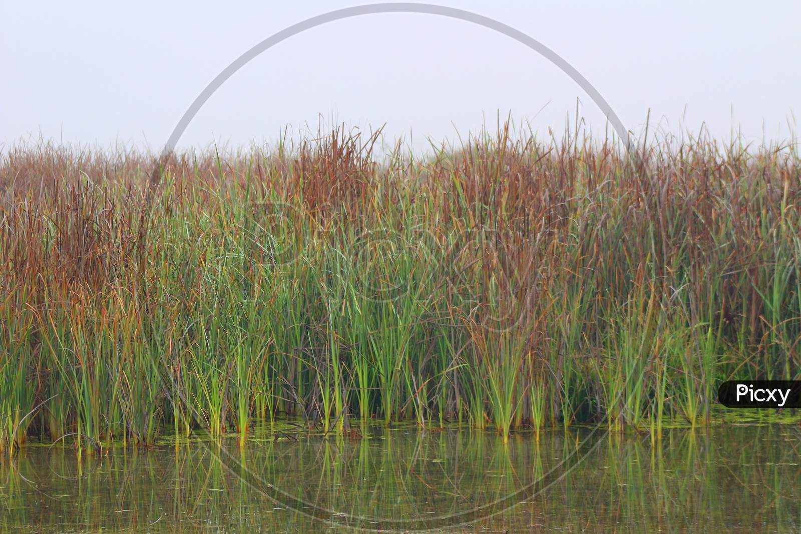 Marsh Grass (Ca 07790)