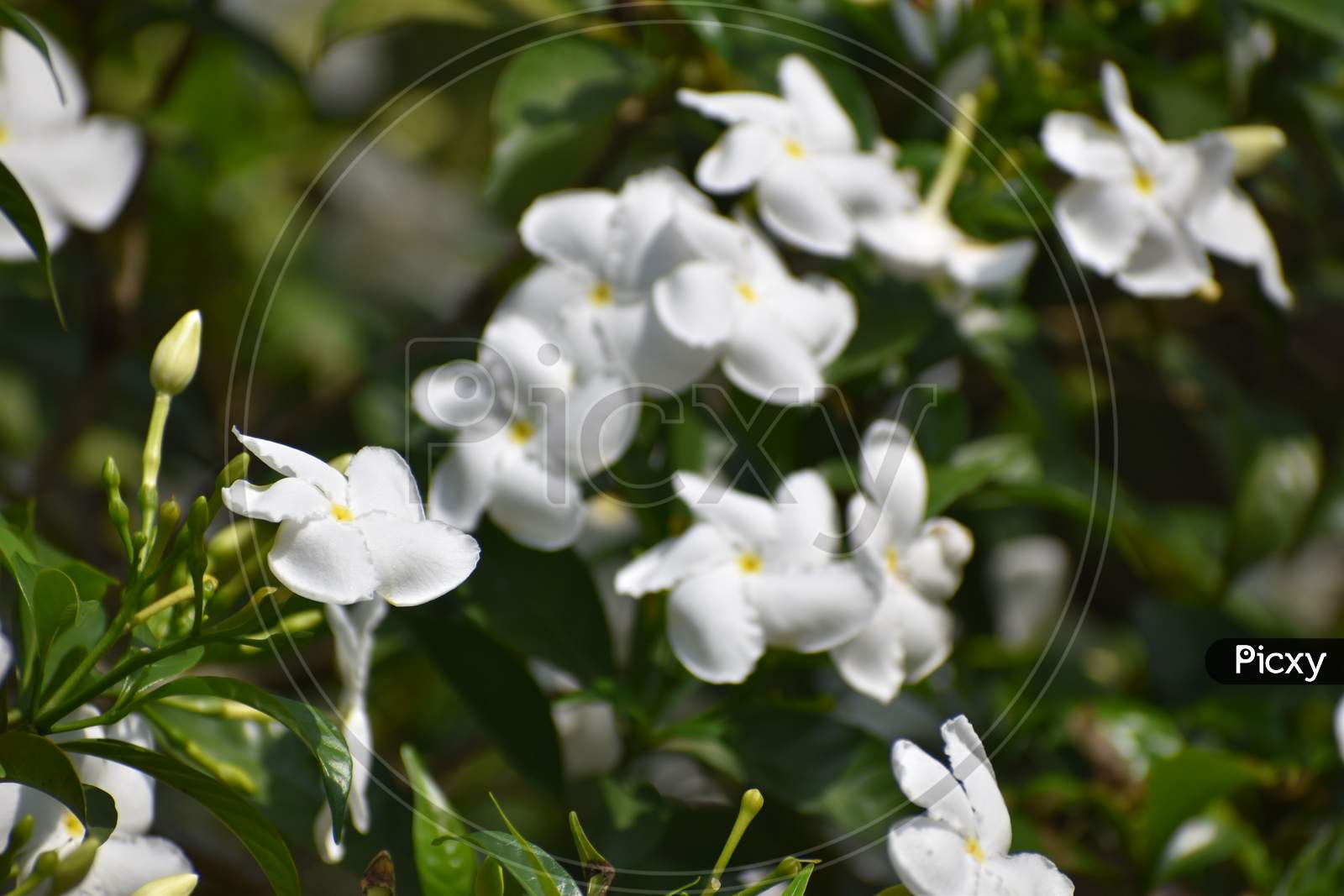 beautiful white pinwheel flowers