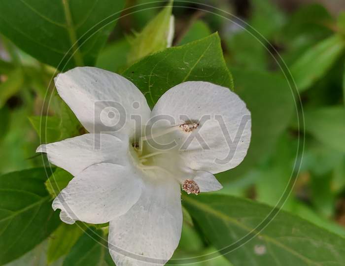 Close shot of a white flower