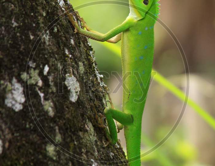 Crested Green Lizard (Bronchocela Cristatella)
