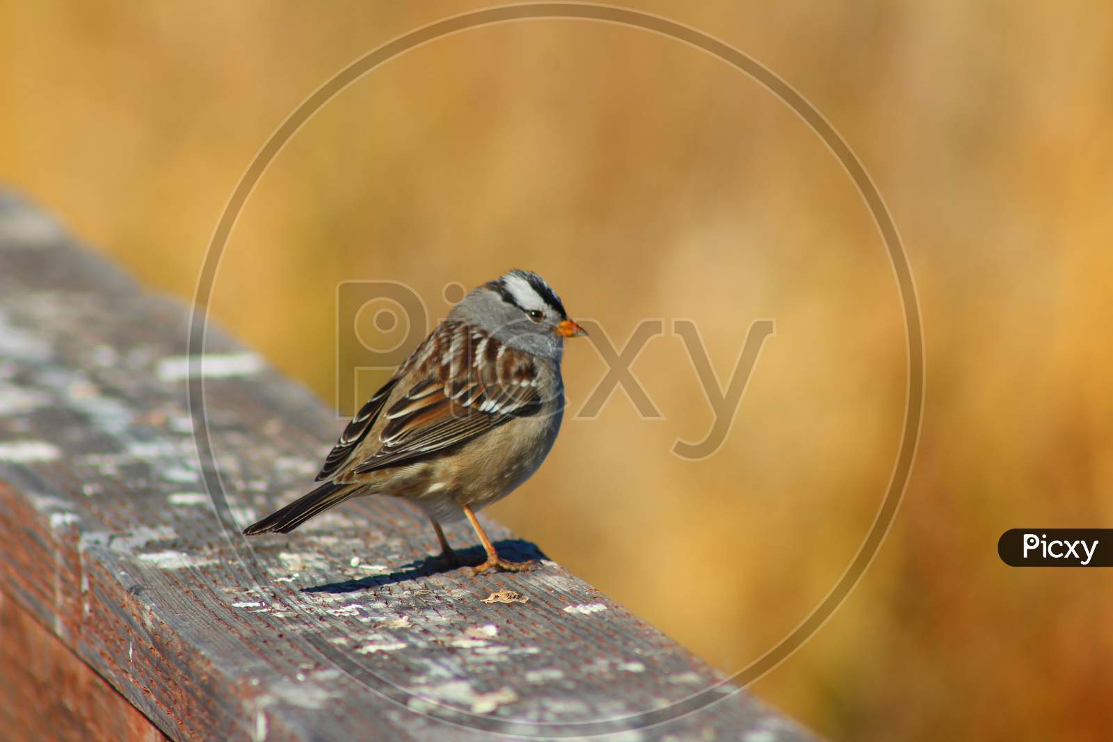 White-Crowned Sparrow (Ca 06050)