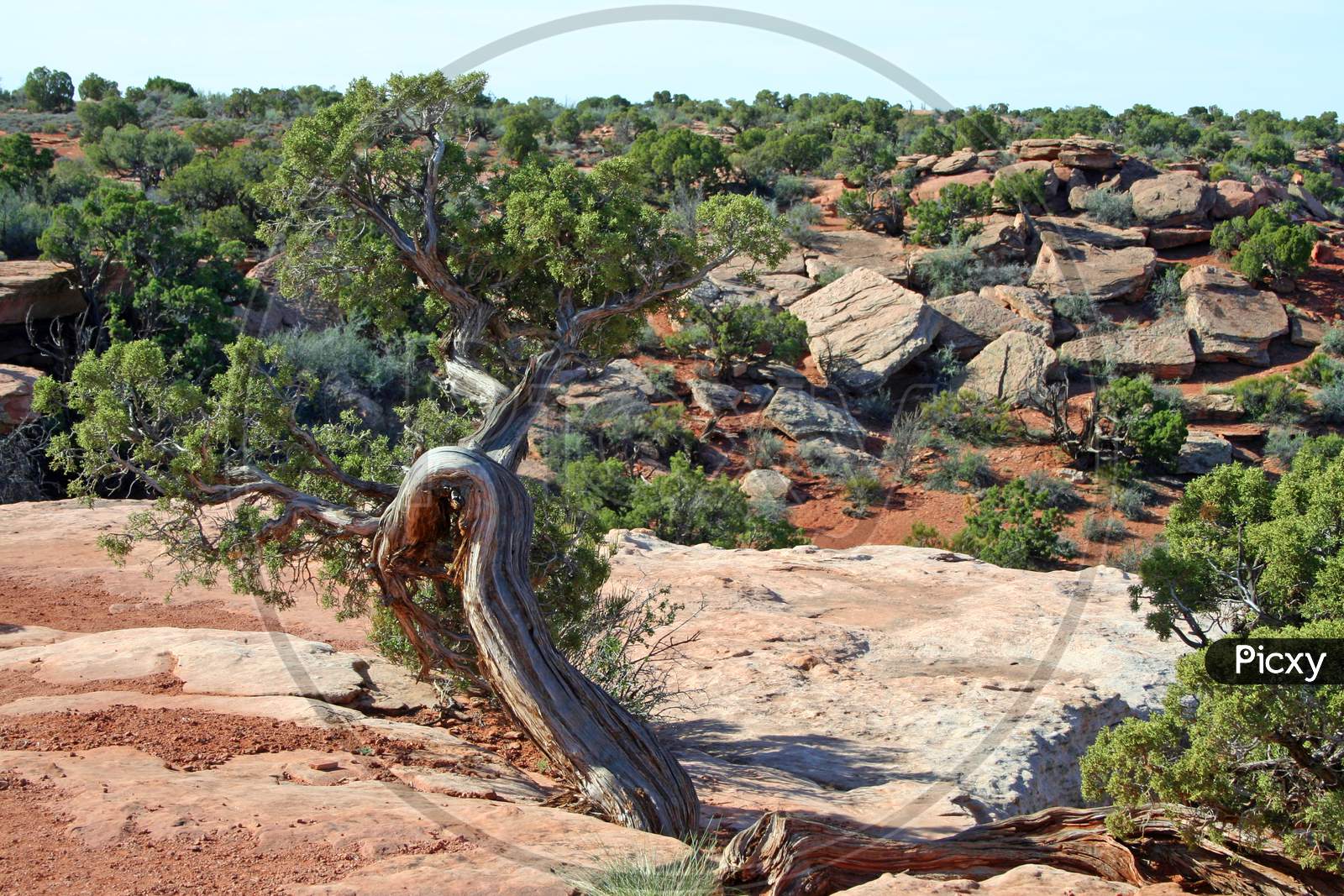 Tree In Canyonlands National Park (Ut 01715)