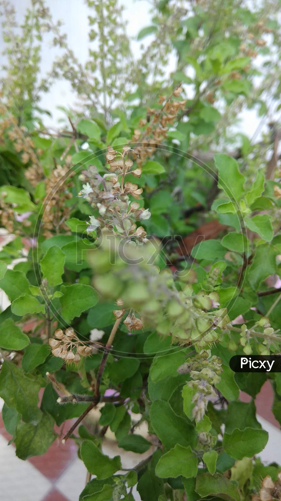 Tulsi plant and seeds