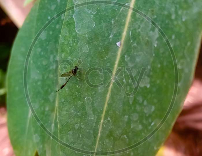 Black mosquito on leaf