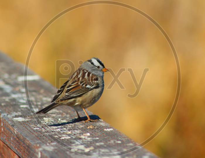 White-Crowned Sparrow (Ca 06050)
