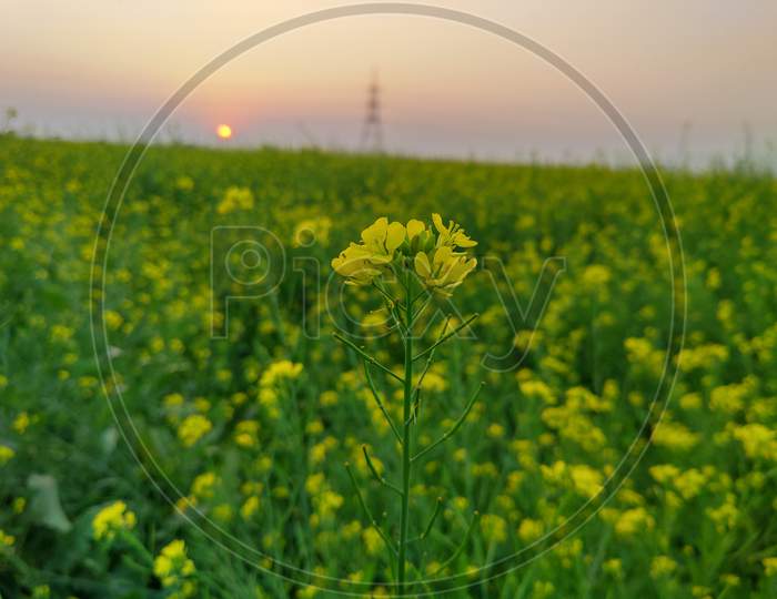 Focused on the mustard's flower in setting sun
