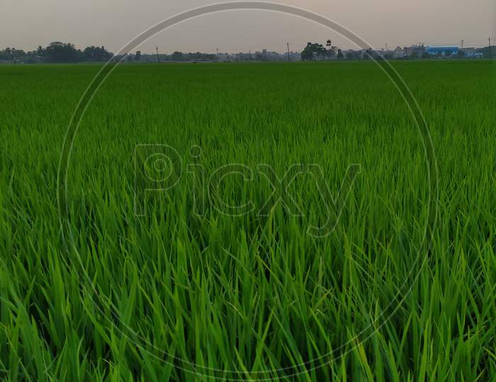 Picture of a paddy field
