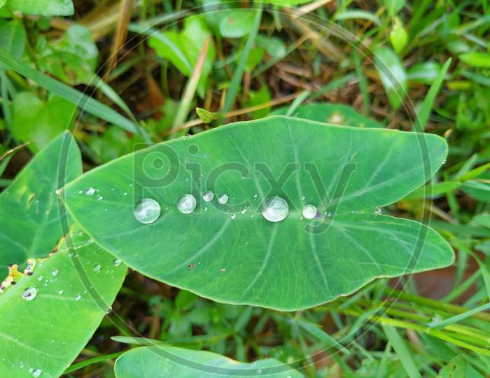Lots of rain drop on the leaf of the colocasia  plant