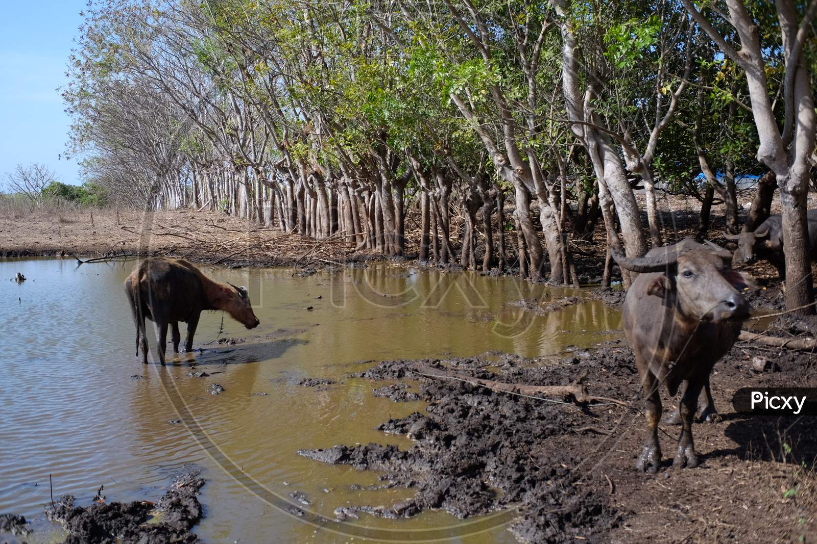 Buffalo shepherd in a mud pond