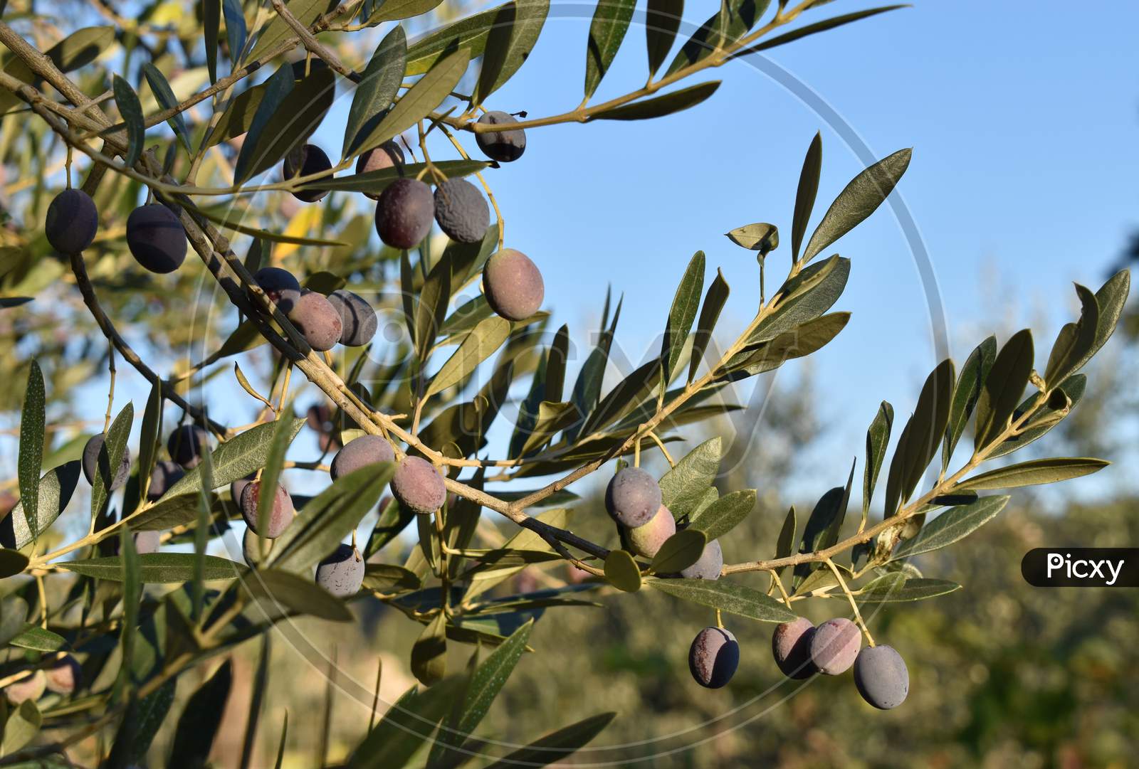 The olive tree on the soft evening sun in Tuscany Italy