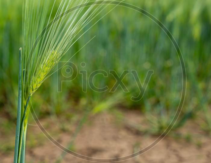 Ripening Bearded Barley On A Bright Summer Day. It Is A Member Of The Grass Family, Is A Major Cereal Grain Grown In Temperate Climates Globally.