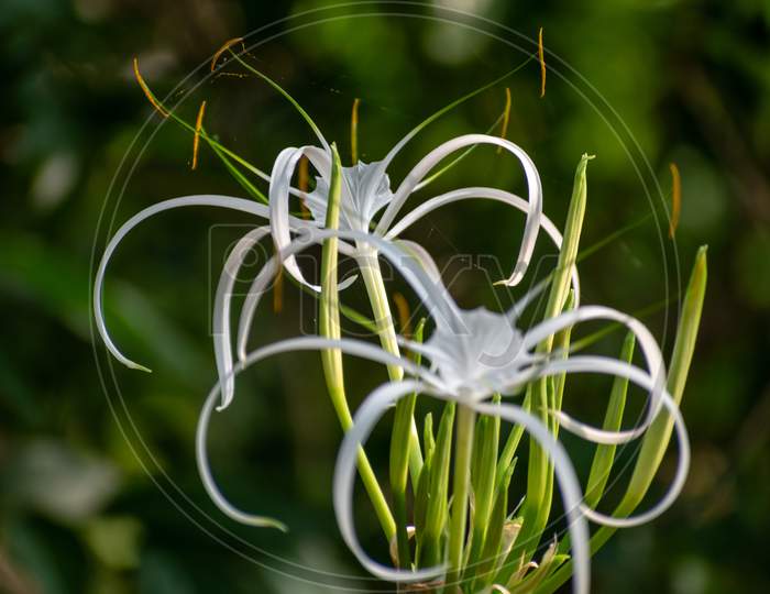 Picture of a beautiful beach spider lily (Hymenocallis littoralis) isolated on the green blur background.