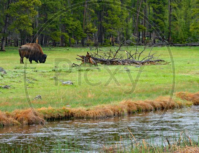 Bison Grazing Along The Nez Pierce Creek (Wy 00419)