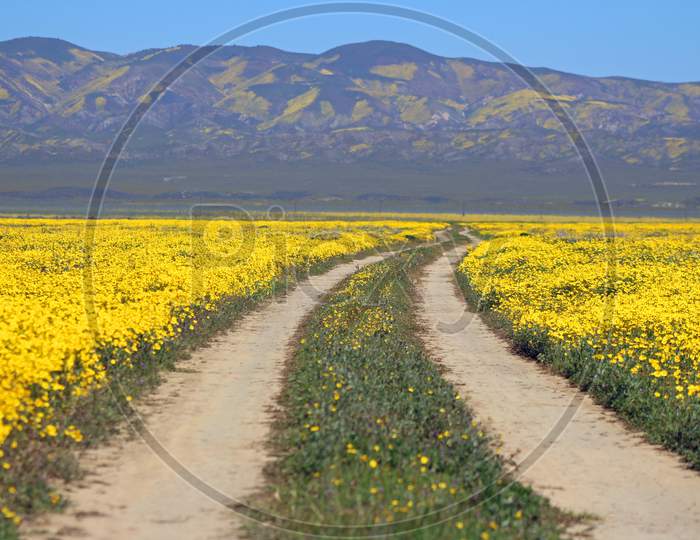 Dirt Road In Carrizo Plain National Monument (Ca 07600)