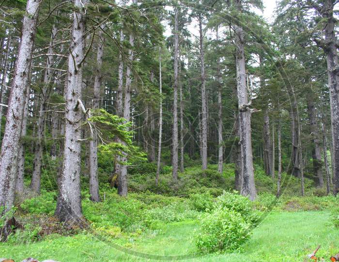 Oregon Forest (Or 00305)