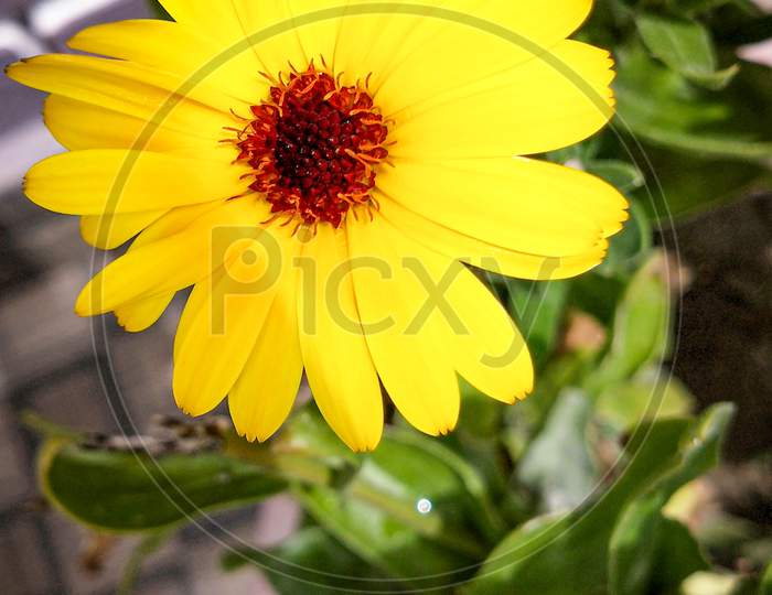 Black-eyed susan flower