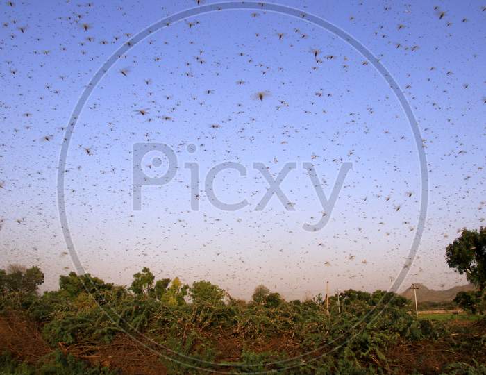 Swarms Of Locust Attack In Outskirts Village Of Ajmer, Rajasthan, India On June 6, 2020.