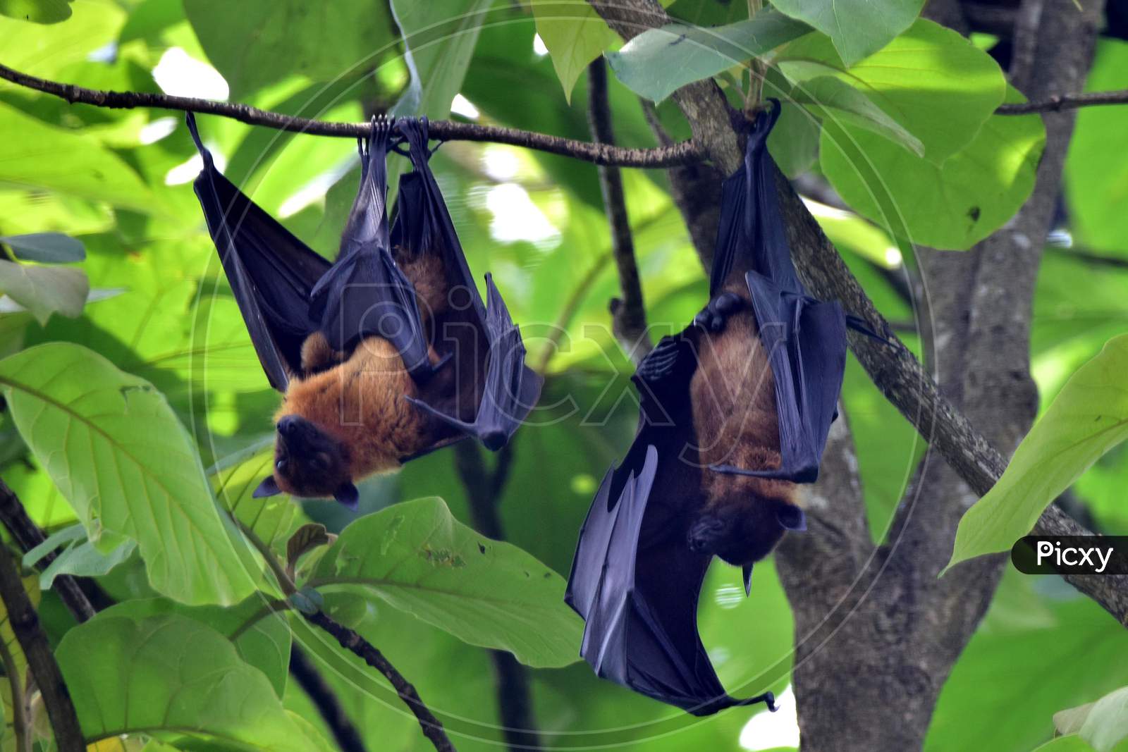 Bats Take Rest On Trees In Nagaon District Of Assam On June 07,2020