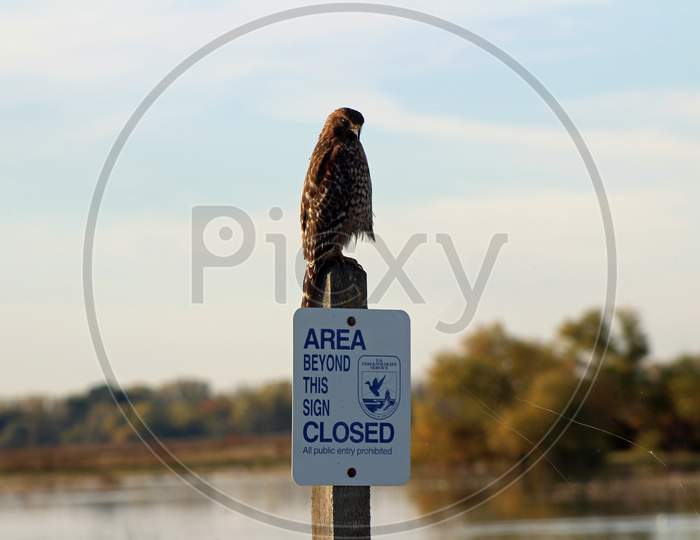 Hawk On A Sign (Ca 06638)