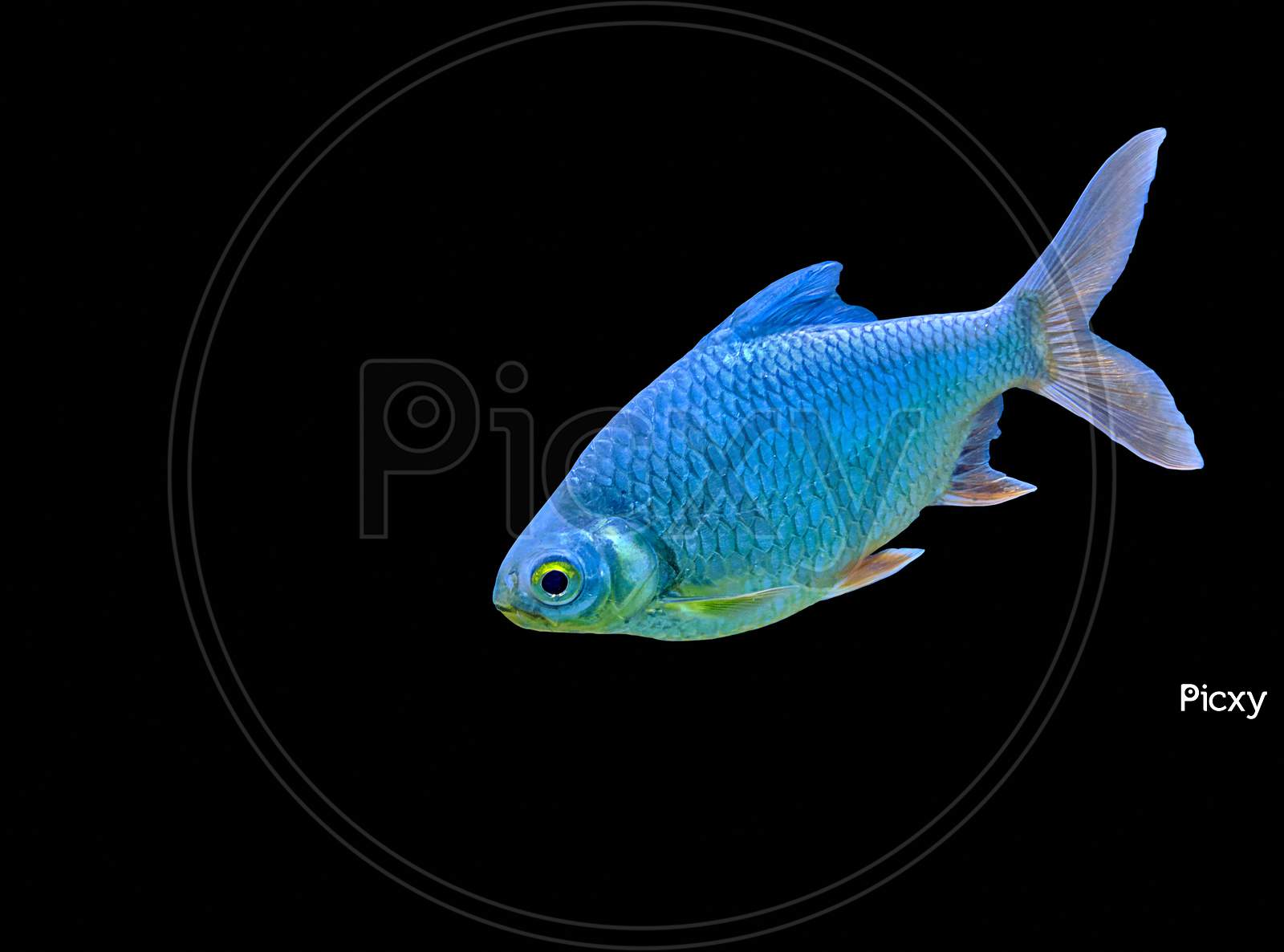 Tinfoil barb fish (Barbonymus schwanenfeldii) isolated on black background. Albino silver and in fish tank.