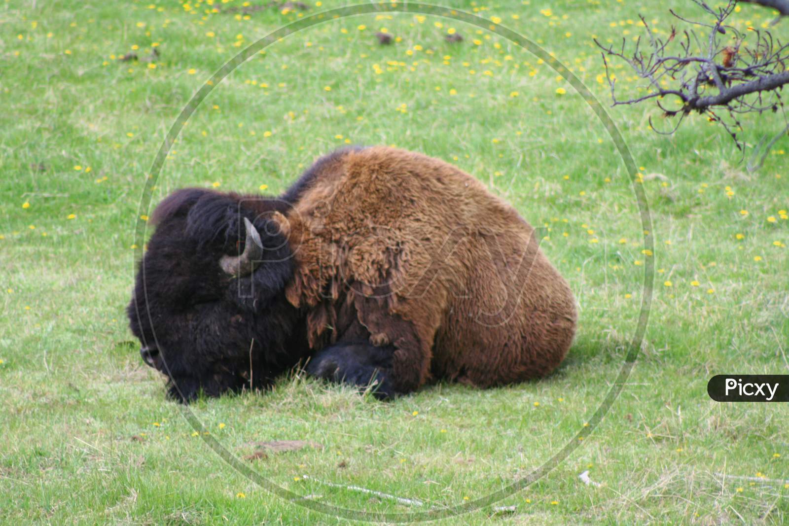 Napping Bison (Wy 00681)