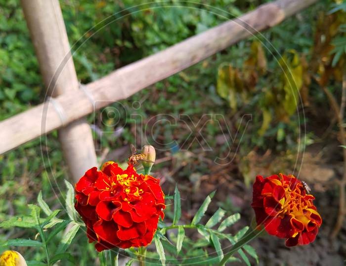 Close shot of two red color flower