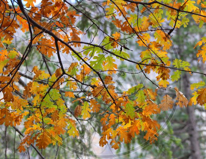 Oak Leaves In The Fall (Ca 06347)