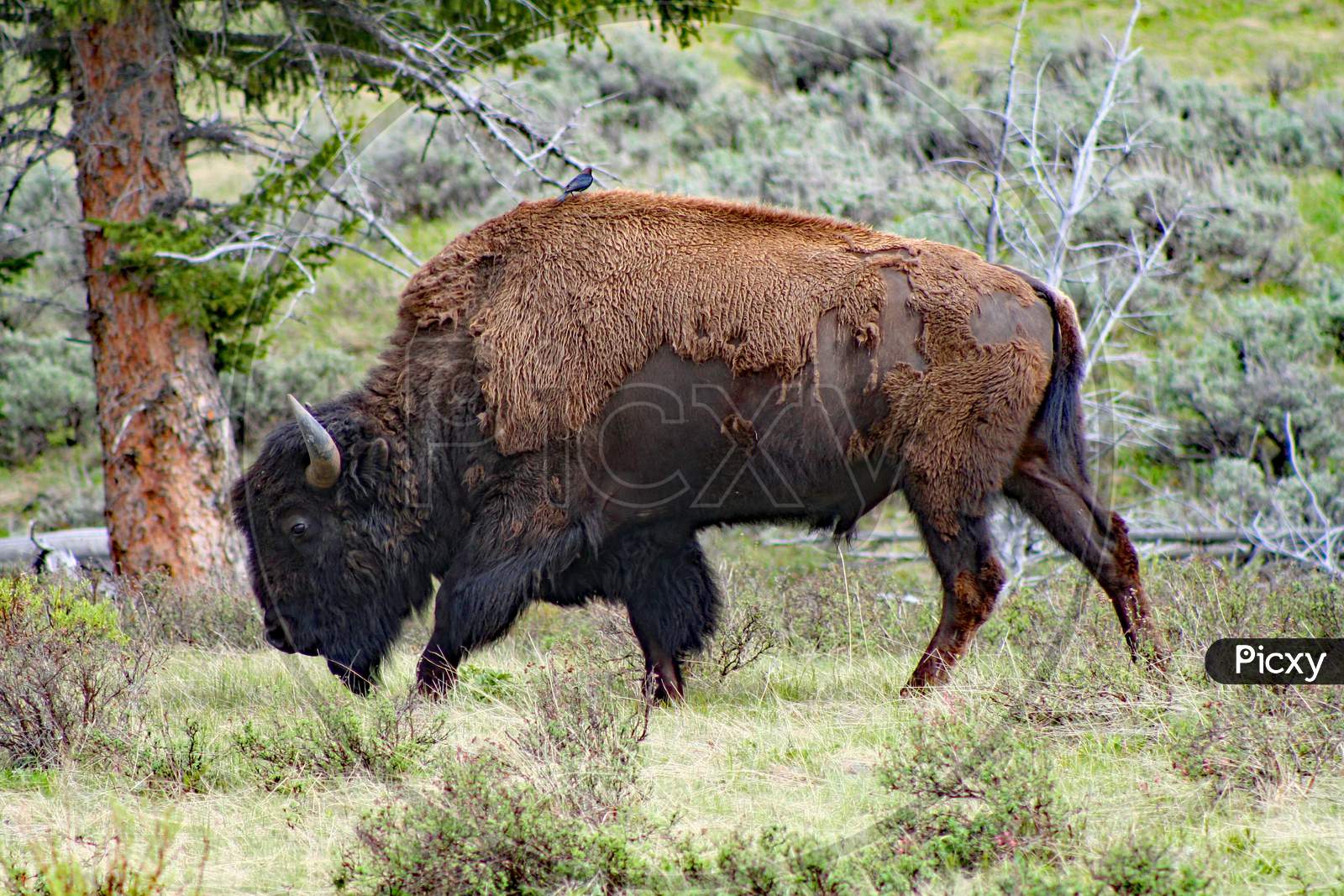 Bison With A Passenger (Wy 00729)